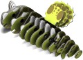 triceratops10.jpg