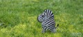 zebra9.jpg