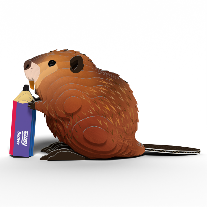 bóbr3.png