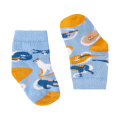 koty.png