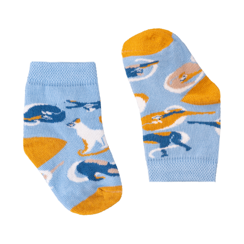 koty.png