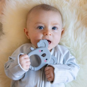 gryzak koala1.jpg