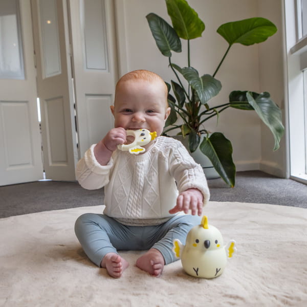 gryzak kakadu1.jpg